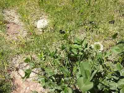 clover2_1.jpg