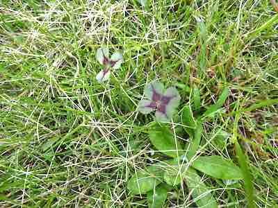 clover2_2.jpg