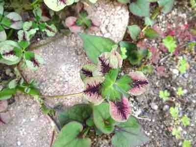 clover2_3.jpg